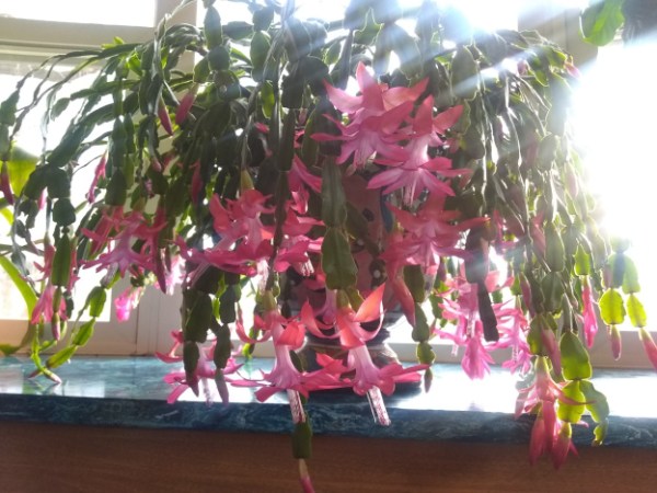 The Cactus of&nbsp;Theseus