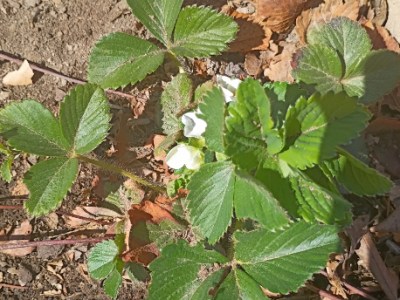 First Strawberry