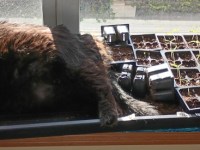 Predator in the&nbsp;Garden