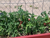 Self Sufficient –&nbsp;Peas